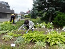 雑草取りの様子