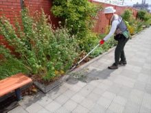 笠さんが切り方をしどうしているところ