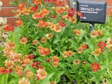 ヘレニウムの花