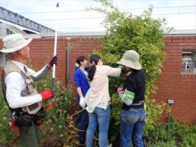 バラの手入れの様子