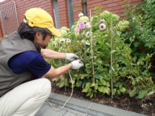 ダリアに支柱をたてているところ