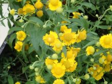 ヘレニウムの花