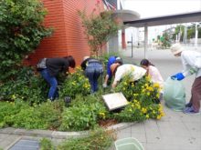 ダイヤーズカモミールをきっているところ