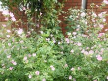 ジャコウアオイの花