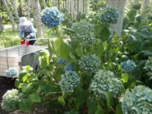 収穫するアジサイ