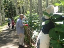 アジサイの摘み取りの様子