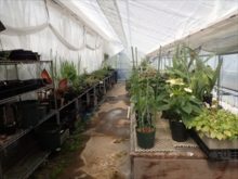 温室内の様子