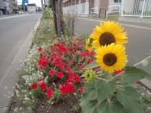 しろいし小学校周りの植えます