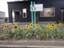 しろいしまちづくりセンターの前の植え込み