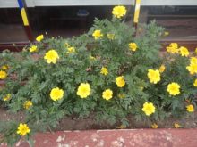 国道沿い、隣のビルの植え込み