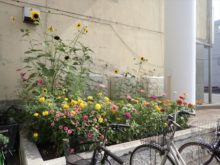 隣のビルの植え込み