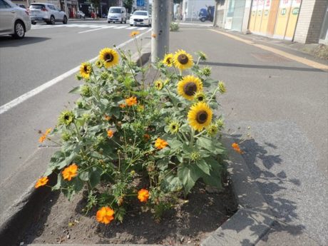 国道沿いのます花壇