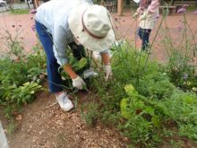 円形花壇の手入れ