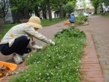 宿根草花壇のメンテナンス