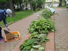 宿根草花壇のメンテナンス