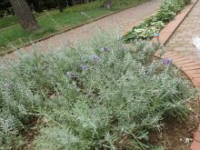 剪定後のラベンダー