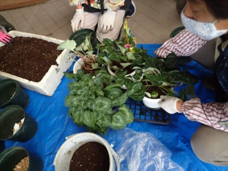 シクラメンの植え替えの様子