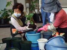 植え替えの説明