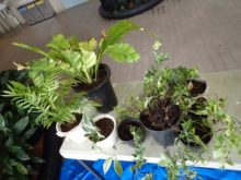 解体した観葉植物の苗