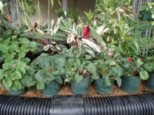 植え替え後のシクラメン