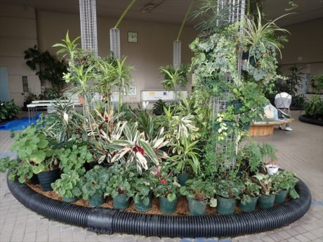 温室内のグリーン