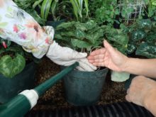 シクラメンの水やり