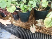 観葉植物の伸びた枝