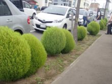 新琴似六番通りのコキア