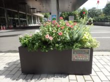 ケントビューティ班の花
