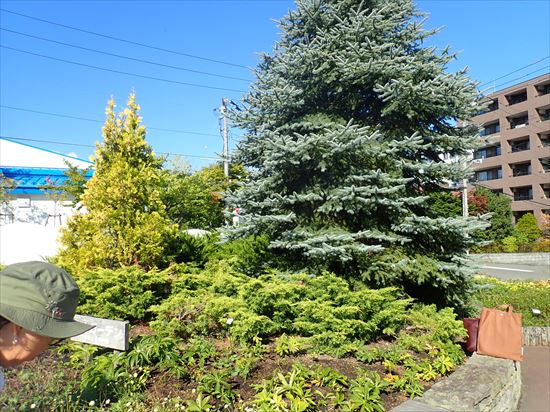 ゆめガーデンのコニファー