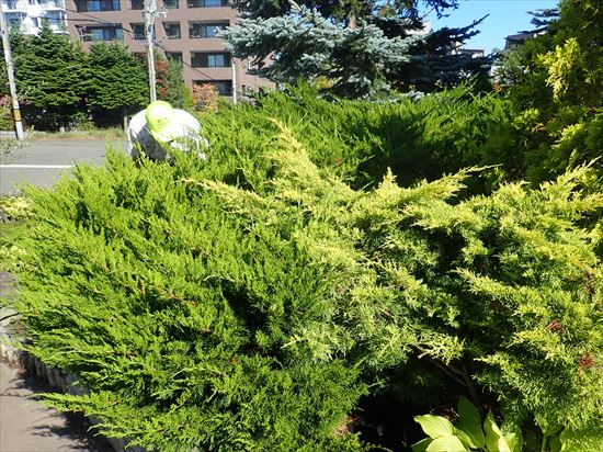 ゆめガーデンのコニファー