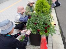 補植しているところ