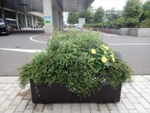 ロベリア班のコンテナ