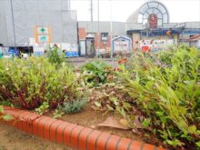 駅前花壇の花の様子