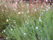 アマとガウラの様子