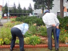メンバーさん2人除きこんで雑草を探しているところ