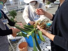 水苔の巻き方の指導の様子