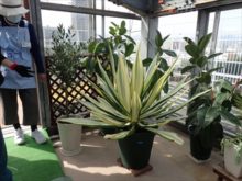 ソルガーデンの観葉植物