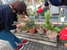 一つ一つの植物をみているところ