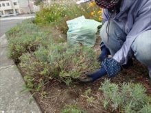 ラベンダーの枯れ枝整理