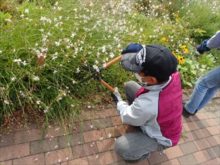 ガウラを切っている所