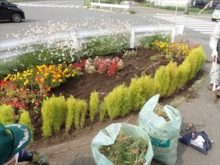 一年草花壇の雑草抜き