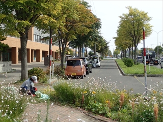 江南神社前から屯田小学校までの植えます