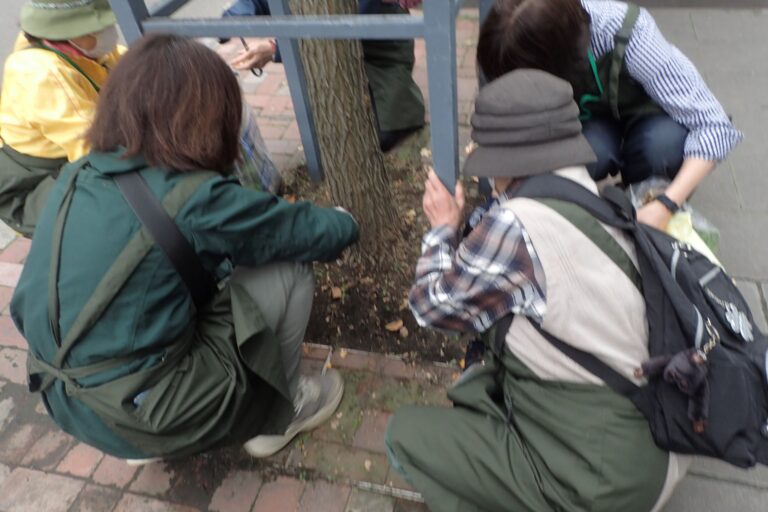 街路ますの除草後の様子
