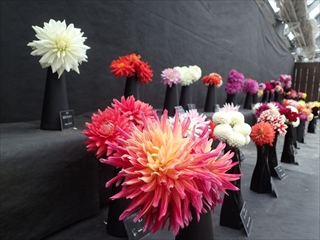ダリアの展示の様子
