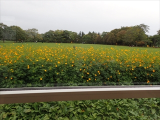 キバナコスモス