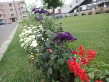 ジニア、サルビア、ヘリオとロープの端