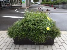 ロベリア班のコンテナ