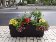 サルビア班のコンテナ