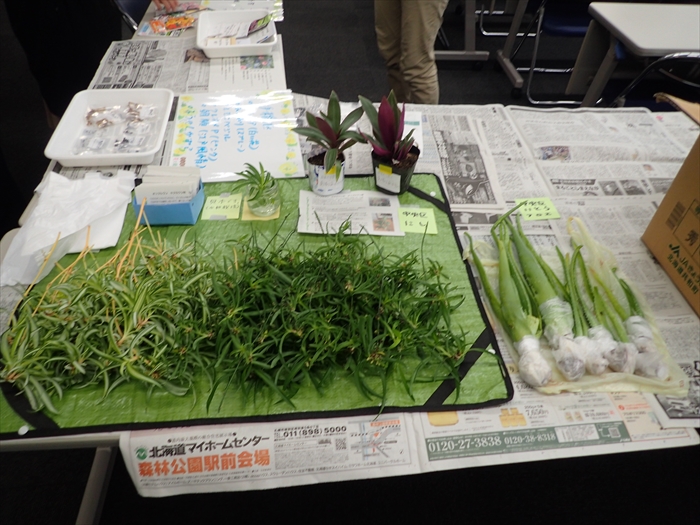 オリズルランのコーナー